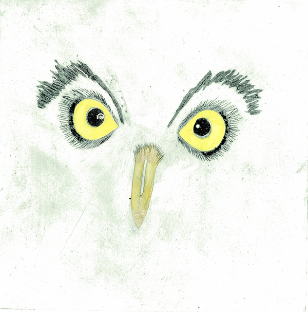 owl